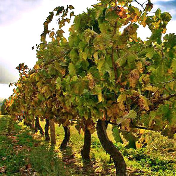 CIRCUITO DEL VINO